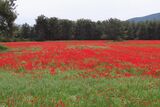 Poppy Fields May 2025