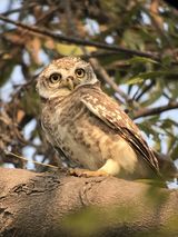 84. Spotted Owlet