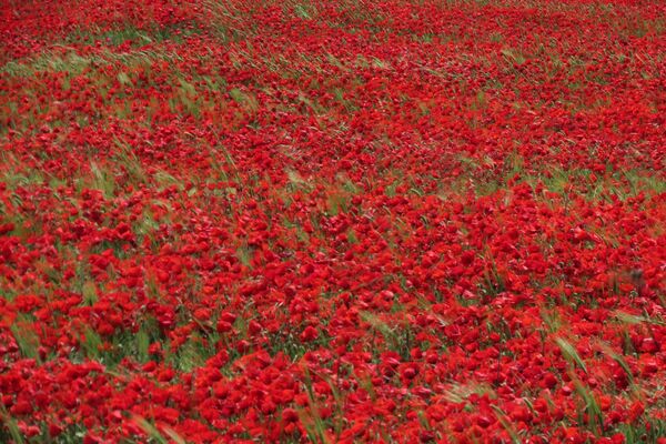 Poppy Fields May 2025