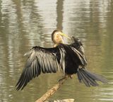 99a. Darter