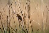 Grasshopper Warbler, Loch Ruthven
