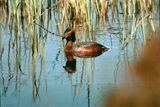 Slavonian Grebe, Loch Rithven
