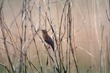 Grasshopper Warbler, Loch Ruthven