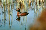 Slavonian Grebe, Loch Ruthven