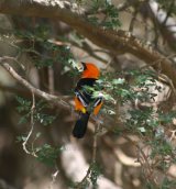 Altmira Oriole, only nature could produce this colour, so beautiful