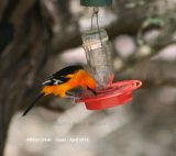 Altmira Oriole