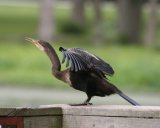 Anhinga loved these birds, this one was on a viewing platform of a lake where several breeding alligators lived !!