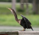 Anhinga