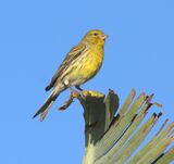 Atlantic Canary