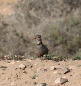 Barbary Partridge