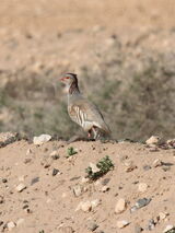 Barbary Partridge