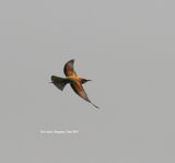Bee-eater ~ 2011