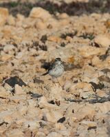 Berthelot's Pipit