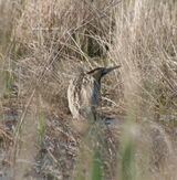 Bittern ~ 2011