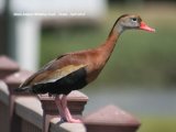 Black-bellied Whistling Duck, very pretty ducks