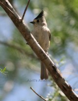 Black-crested Titmouse