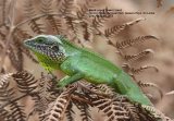 Black-naped Green Lizard. One of the first creatures we encountered at Horton Plains National Park