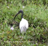 Black-necked Ibis. There are many types of Ibis, this is the first Black-necked we have seen