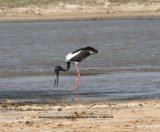 Black-necked Stork. Very rare, we were extremely lucky to see this bird.