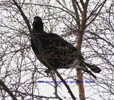 Black Grouse, Amurlee, Perth & Kinross