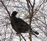 Black Grouse, Amurlee, Perth & Kinross