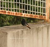 Black Redstart ~ 2011