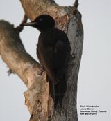Black Woodpecker
