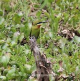 Blue-tailed Bee-eater