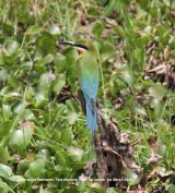 Blue-tailed Bee-eater. Yala National Park.