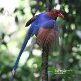Blue Magpie. Amazing colours, amazing birds, great photo opportunities. Sinharaja Rain Forest