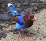 Blue Magpie