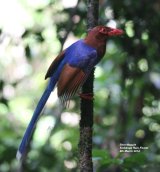 Blue Magpie
