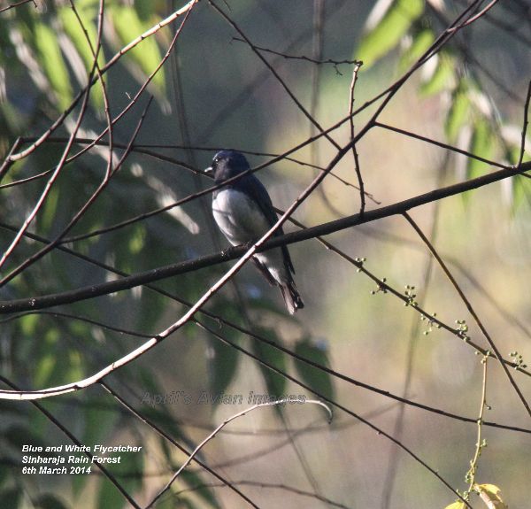 Blue & White Flycatcher. Great excitement at the Rain Forest HQ. This bird had been present for five days, it was the first sighting in Sri Lanka, and is also known as the Japanese Flycatcher. It breeds in Japan, Korea, China and Russia. Winters in SE Asia.