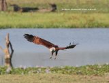 Brahminy Kite. Excellent birds, this one was in Yala National Park.