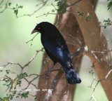 Bronze Cowbird, such a great sheen on this Cowbird, even in shade