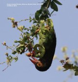 Brown-headed Barbet, Hibiscus Garden Hotel