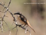 Brown Shrike. We once saw a Brown Shrike in the UK, a few years ago on waste ground near Heathrow, it was good to see one in more natural surroundings.