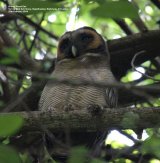 Brown Wood Owl. We were delighted to see this Owl, it was a complete suprise, and was found in the same dark wood as the Woodpecker, and high up in the tree, I was bent backwards to take this shot.