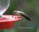 Buff-breasted Hummingbird, I was so pleased to be able to get some half decent photos of Hummingbirds