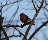 Bullfinch