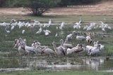 Hundreds of waders at Bundala National Park. Herons, Egrets, Storks and Pelicans