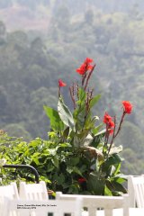 Canna, Grand Ella Hotel Gardens, lunch in the gardens of the Grand Ella Hotel was lovely, beautiful gardens and spectacular views