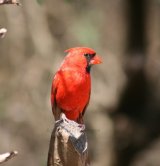 Cardinal - needs no comment !!!