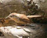 Carolina Wren, difficult to photograph, but again a terrific song.