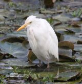 Cattle Egret. These need no introduction they are everywhere and are also very often seen in the UK and Europe.