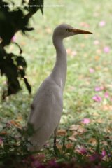 Cattle Egret, another Hibiscus Garden resident