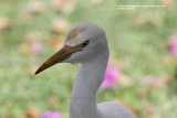 Cattle Egret