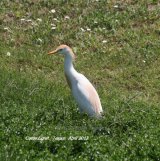Cattle Egret