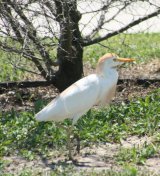 Cattle Egret, this was taken in the carpark of the birding centre, where there was a small patch of grass and a small pond