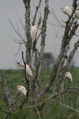Cattle Egret, what a lovely sight, all these egrets roosting in one tree
